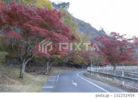 モミジの紅葉と道 モミジの紅葉と道 132252459
