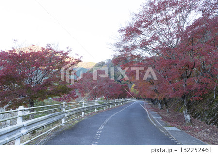 モミジの紅葉と道 モミジの紅葉と道 132252461