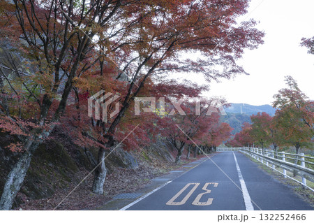 モミジの紅葉と道 モミジの紅葉と道 132252466