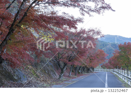 モミジの紅葉と道 モミジの紅葉と道 132252467