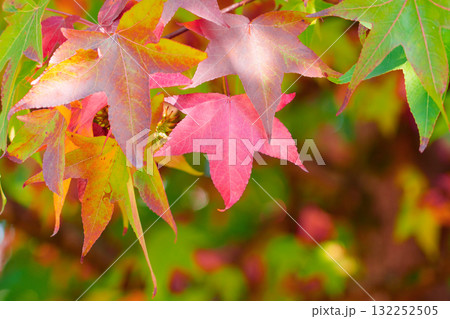 Autumn Liquidambar tree leaves with warm seasonal colors close up 132252505