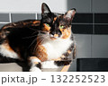 A stern calico cat with green eyes lying on the kitchen table close up 132252523