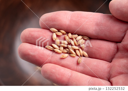 Cat grass seeds on human hand close up Cat grass seeds on human hand close up 132252532