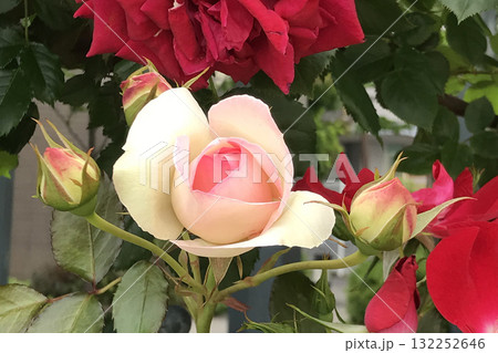 バラの花 バラの花 132252646