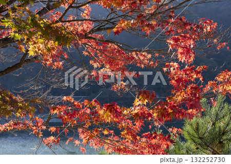 丹沢湖の紅葉 丹沢湖の紅葉 132252730