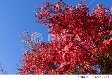 モミジの紅葉 モミジの紅葉 132252731