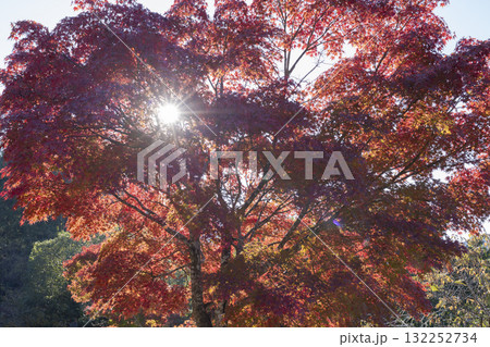 モミジの紅葉と木漏れ日 モミジの紅葉と木漏れ日 132252734