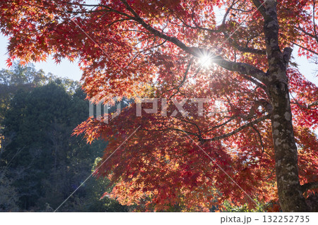 モミジの紅葉と木漏れ日 132252735