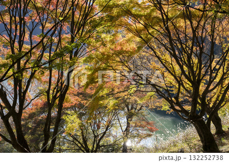 丹沢湖の紅葉 132252738