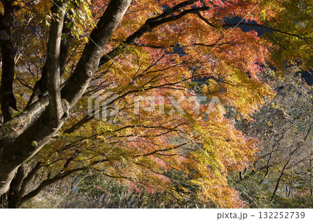 モミジの紅葉 132252739