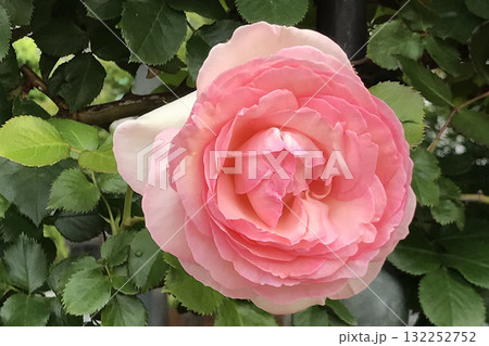 薔薇の花 薔薇の花 132252752