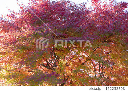 モミジの紅葉 モミジの紅葉 132252898