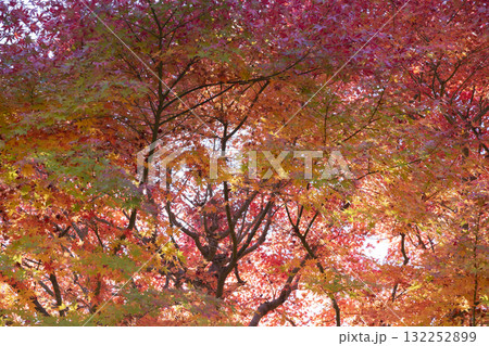 モミジの紅葉 132252899