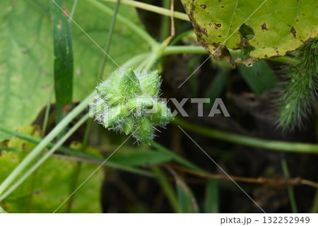 アレチウリの花と実・荒地瓜・湿地に群落・日本の侵略的外来種ワースト100 132252949