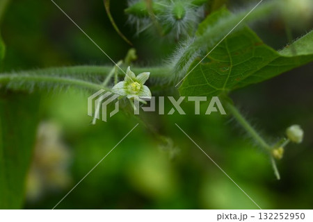 アレチウリの花と実・荒地瓜・湿地に群落・日本の侵略的外来種ワースト100 132252950