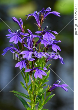 サワギキョウの花・沢桔梗・湿原植物・アルカロイドを含む有毒植物 サワギキョウの花・沢桔梗・湿原植物・アルカロイドを含む有毒植物 132253162