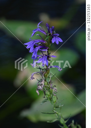 サワギキョウの花・沢桔梗・湿原植物・アルカロイドを含む有毒植物 サワギキョウの花・沢桔梗・湿原植物・アルカロイドを含む有毒植物 132253163