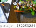 睡蓮鉢を泳ぐメダカ 132253284