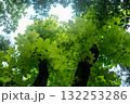 新緑の季節の緑の葉が美しい 132253286