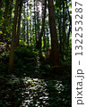 林の中でキラキラと光る木漏れ日 132253287