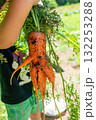 収穫した人型のようなニンジンを持つ子供の手 132253288