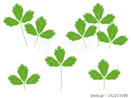 色々なミツバのイラストのセット 色々なミツバのイラストのセット 132253390