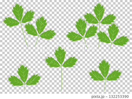 色々なミツバのイラストのセット 色々なミツバのイラストのセット 132253390