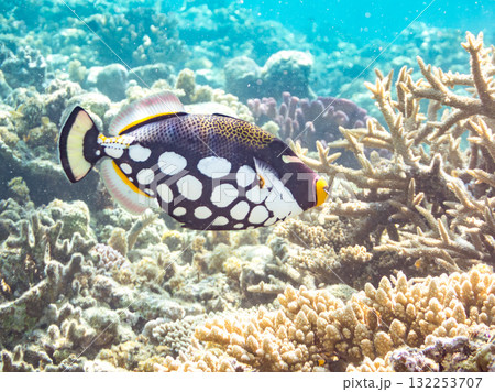 美しいモンガラカワハギ他。美しいサンゴ礁と熱帯魚の群れ。沖縄県島尻郡慶良間諸島座間味島安室島2025 132253707