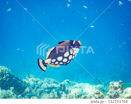 美しいモンガラカワハギ他。美しいサンゴ礁と熱帯魚の群れ。沖縄県島尻郡慶良間諸島座間味島安室島2025 132253708