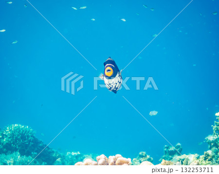 美しいモンガラカワハギ他。美しいサンゴ礁と熱帯魚の群れ。沖縄県島尻郡慶良間諸島座間味島安室島2025 美しいモンガラカワハギ他。美しいサンゴ礁と熱帯魚の群れ。沖縄県島尻郡慶良間諸島座間味島安室島2025 132253711