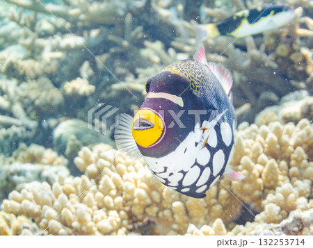 美しいモンガラカワハギ他。美しいサンゴ礁と熱帯魚の群れ。沖縄県島尻郡慶良間諸島座間味島安室島2025 美しいモンガラカワハギ他。美しいサンゴ礁と熱帯魚の群れ。沖縄県島尻郡慶良間諸島座間味島安室島2025 132253714