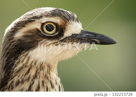 Bush stone-curlew 132253726