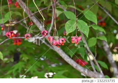 ツリバナの実(蒴果)と種子・吊花 ツリバナの実(蒴果)と種子・吊花 132253735