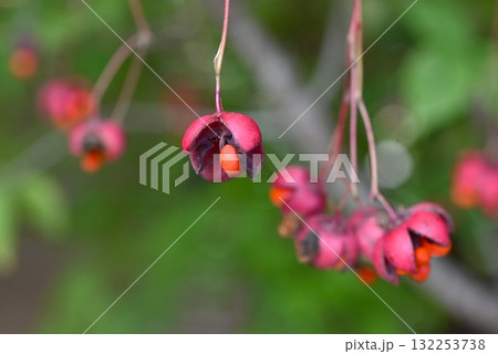 ツリバナの実（蒴果）と種子・吊花 132253738