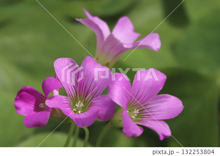 キキョウカタバミの花 キキョウカタバミの花 132253804