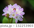 可愛いピンクの花を咲かせるミゾソバ 132253903