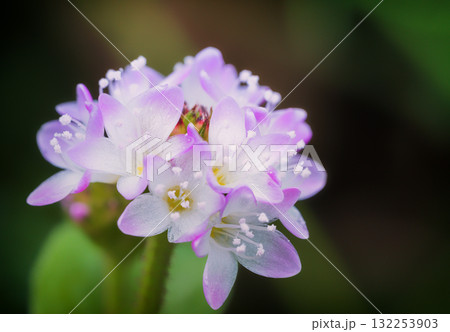 可愛いピンクの花を咲かせるミゾソバ 可愛いピンクの花を咲かせるミゾソバ 132253903