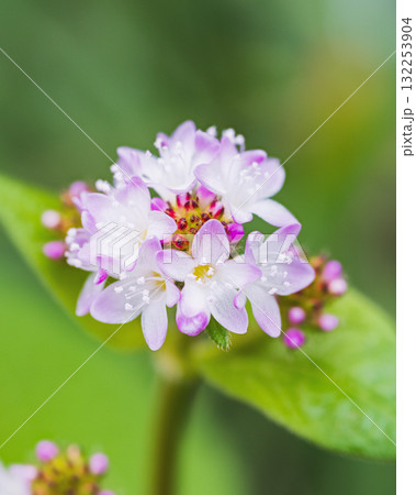 可憐に咲くミゾソバの花 132253904