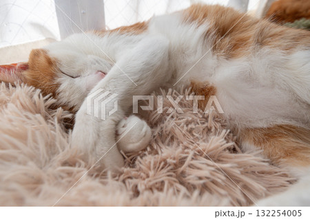 眠る猫 茶トラ白 眠る猫 茶トラ白 132254005