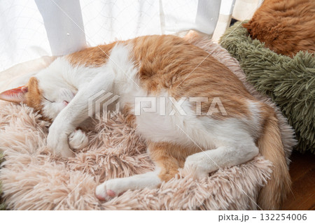 眠る猫 茶トラ白 眠る猫 茶トラ白 132254006