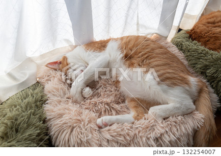 眠る猫 茶トラ白 眠る猫 茶トラ白 132254007