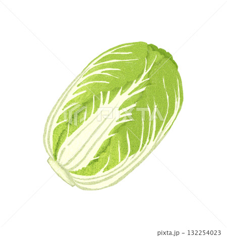 手描きの白菜の水彩イラスト|冬野菜・料理素材・食品イラスト 手描きの白菜の水彩イラスト|冬野菜・料理素材・食品イラスト 132254023
