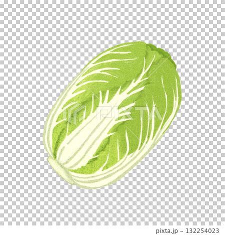 手描きの白菜の水彩イラスト|冬野菜・料理素材・食品イラスト 手描きの白菜の水彩イラスト|冬野菜・料理素材・食品イラスト 132254023