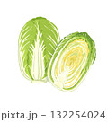 丸ごとの白菜と半分に切った白菜の水彩イラスト｜手描き・冬野菜・食品素材 132254024