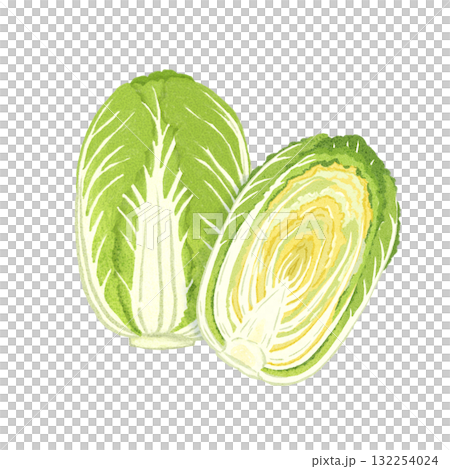 Watercolor illustration of whole and halved Chinese cabbage | Hand-drawn, winter vegetables, food materials Watercolor illustration of whole and halved Chinese cabbage | Hand-drawn, winter vegetables, food materials 132254024