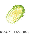 半分に切った白菜の水彩イラスト｜手描き・食品素材・料理・野菜 132254025