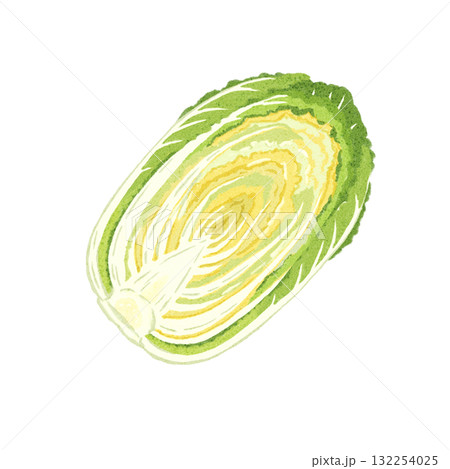 半分に切った白菜の水彩イラスト｜手描き・食品素材・料理・野菜の