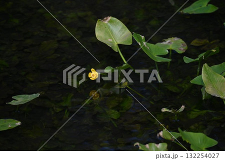 コウホネの花・河骨・日本固有種 絶滅危惧の水生植物・レアな花 コウホネの花・河骨・日本固有種 絶滅危惧の水生植物・レアな花 132254027