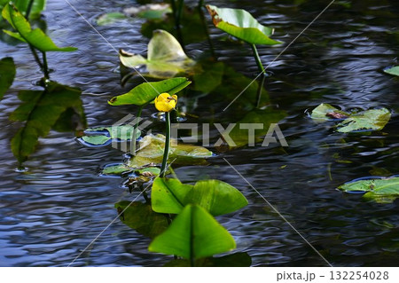 コウホネの花・河骨・日本固有種 絶滅危惧の水生植物・レアな花 コウホネの花・河骨・日本固有種 絶滅危惧の水生植物・レアな花 132254028