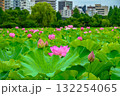 蓮（上野恩賜公園・不忍池） 132254065